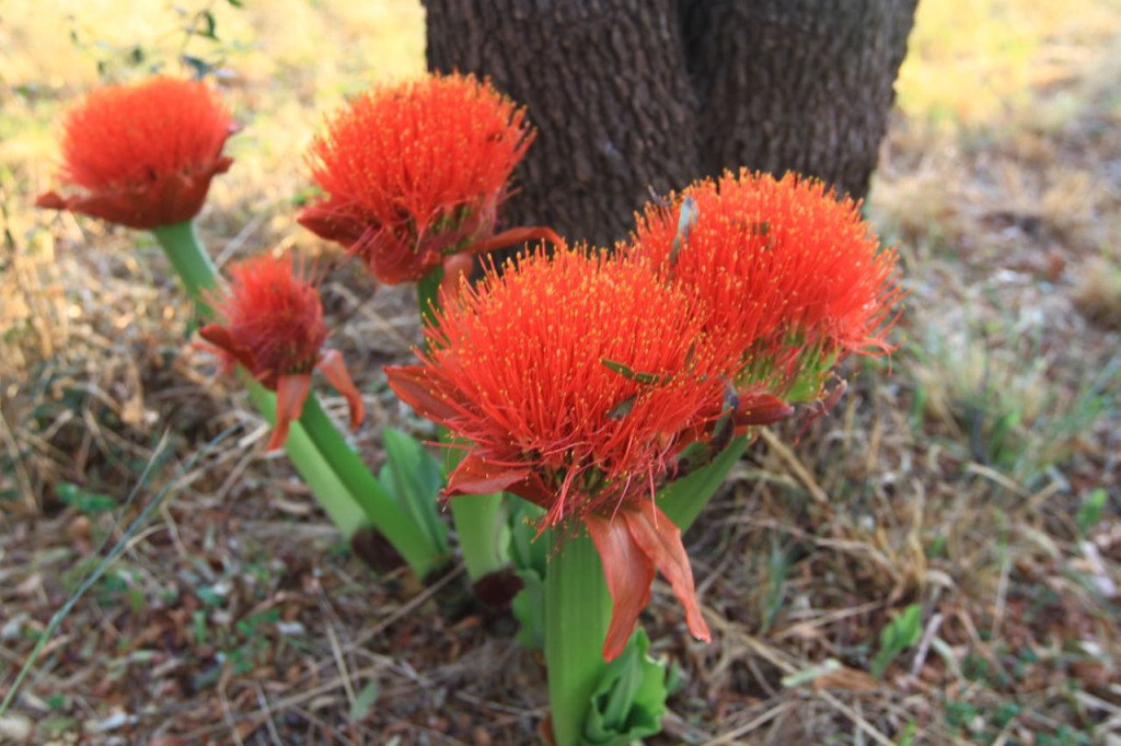 Scadoxus puniceus