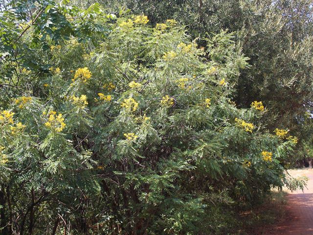 Senna petersiana - indigenous trees South Africa