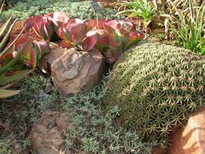 Succulents and Water Conservation Gardening