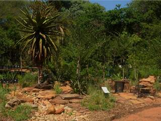 How to create a Highveld Garden with Locally Indigenous Plants