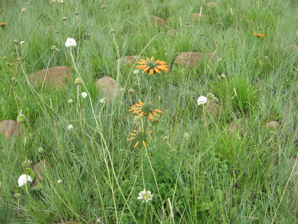 The British refers to Grassland Gardens as Meadows.