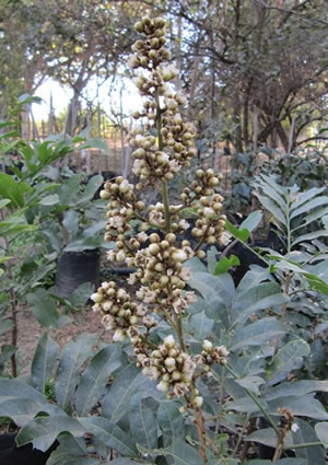 Deinbollia oblongifolia - indigenous trees South Africa