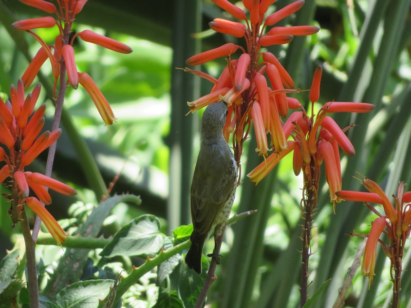 using pesticides on aloes
