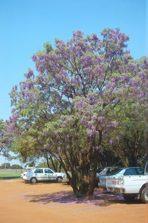 Bolusanthus speciosus - indigenous trees South Africa