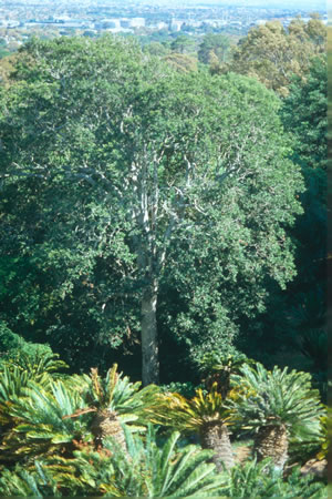 Ilex mitis - indigenous trees South Africa